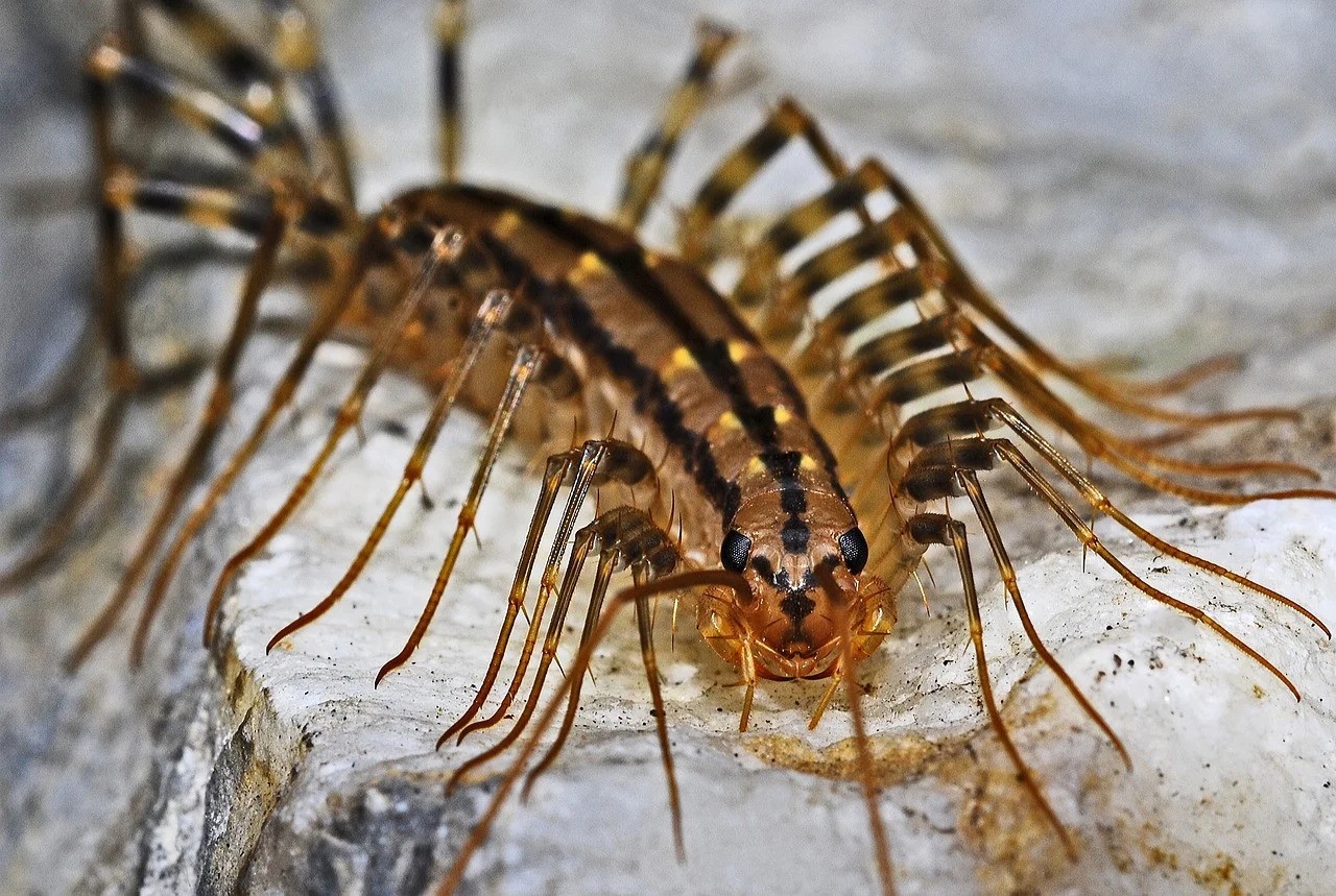 Image of a house centipede posing for the camera